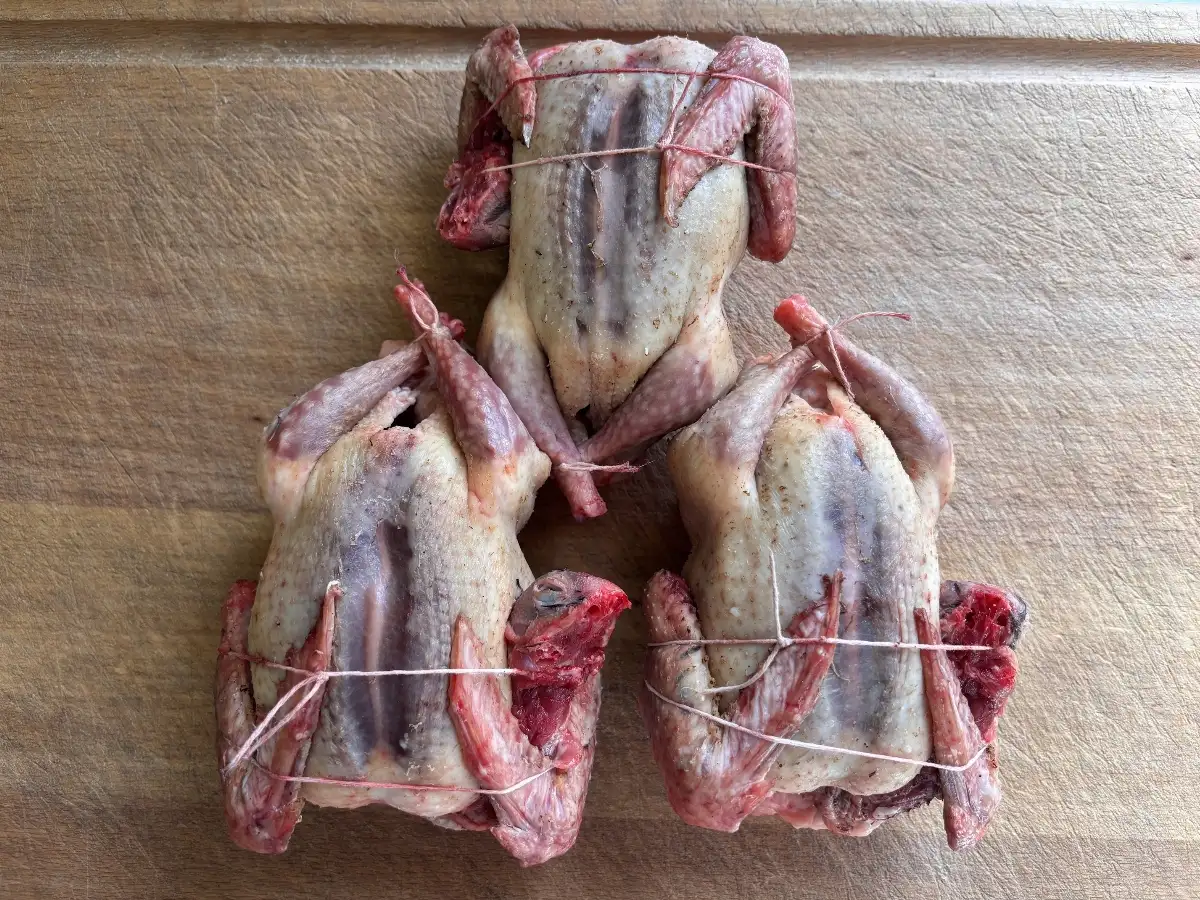 Pigeon